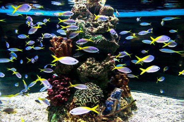 What Are the Steps to Set Up a Smart Aquarium System via Your Smartphone?